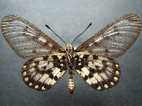 Adult Male Under of Glasswing - Acraea andromacha andromacha